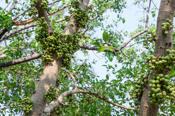 Fototapeta premium Green fig fruits on tree in forest.