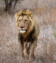 African Lion (Panthera leo), Kruger National Park, South Africa