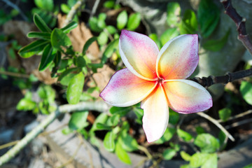 Plumeria flower in full bloom fragrance planted in the garden.
