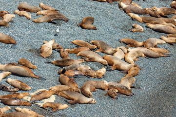 Sleeping sea lions