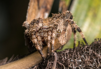 spider