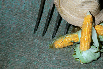 corn cob hat nature © alexkich