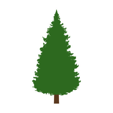 Evergreen conifer / pine tree flat color icon for apps and websites