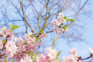 Beautiful cherry blossom sakura