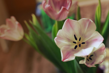bouquet of pink tulips macro