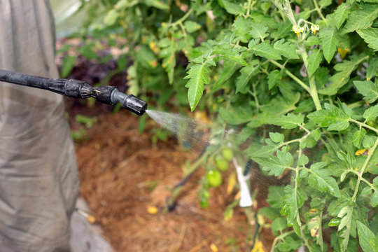 spray tomatoes from pests