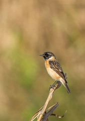 Syberian stonechat male