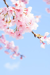 Cherry blossoms