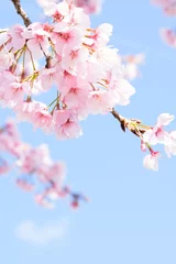Foto auf Glas Cherry blossoms © _maeterlinck_