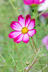 Obraz premium Cosmos flower