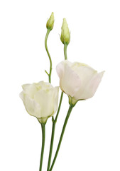 eustoma