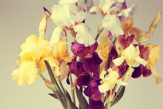 Vintage iris flowers in studio