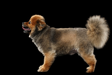 Groomed Red Pomeranian Spitz Puppy Standing isolated on Black, Profile
