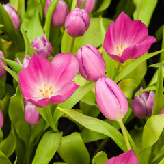 beautiful tulips