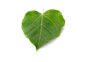 Fototapeta premium Green leaf on white