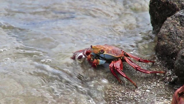 Sally lightfoot crab (Grapsus grapsus) feeding on Chinese Hat island, Galapagos National Park, Ecuador
