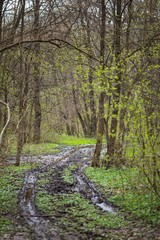 Fototapeta premium Hiking trail in the forest