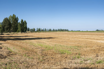 Obraz premium Stubble fields and poplar groves in an irrigated agricultural landscape in the plain of the River Esla, in Leon Province, Spain