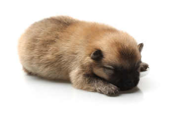 Pomeranian Spitz puppy on a white background