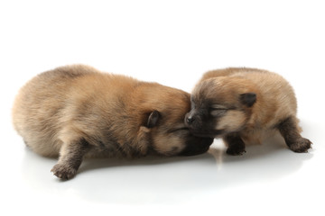 Obraz premium Two Pomeranian Spitz puppy on a white background