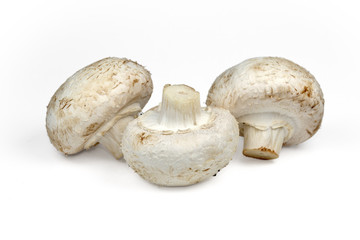 champignon mushrooms on white background