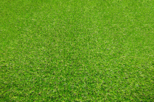 Seamless texture of Green grass.