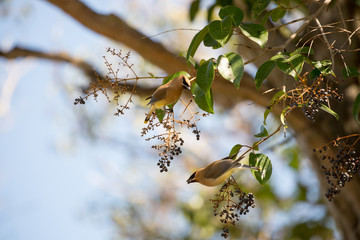 Cedar waxwing, Bombycilla cedrorum, feeding on black berry-like fruit of Cinnamomum Camphora tree.
