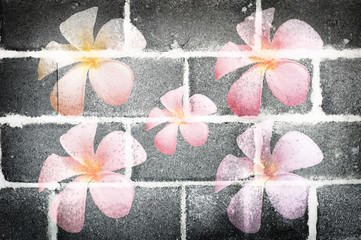 frangipani flower on  concrete block wall background texture