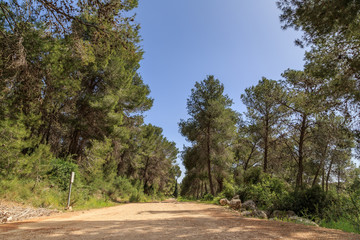 Fototapeta na wymiar view of the forest