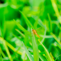 orange dragonfly sits on a grass on a meadow