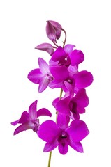 Branch with blooms of purple orchid. Isolated on white background.