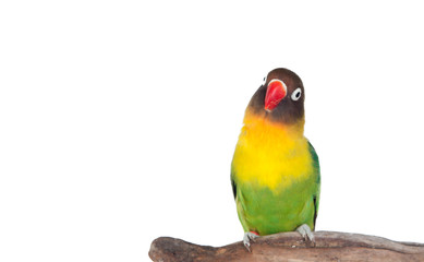 Fototapeta na wymiar Nice parrot with red beak and yellow and green plumage