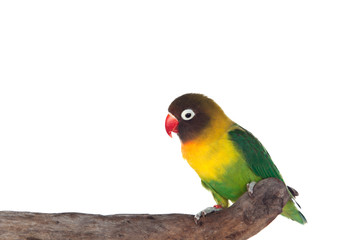 Plakat Nice parrot with red beak and yellow and green plumage