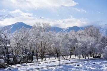 Снежные деревья на фоне гор