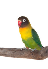 Fototapeta na wymiar Nice parrot with red beak and yellow and green plumage