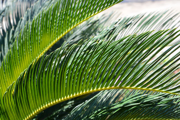 Palm leaf texture, Nature background