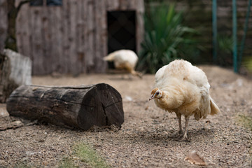 The peacock and the wood.