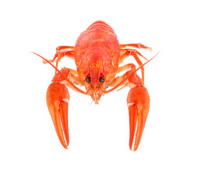 boiled crawfish on a white background