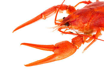 boiled crawfish on a white background