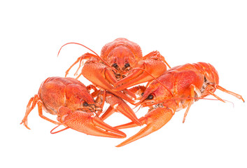boiled crawfish on a white background