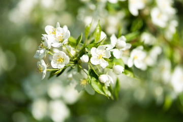 A blooming branch of apple tree in spring