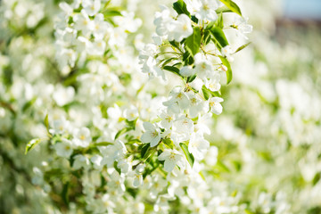 A blooming branch of apple tree in spring