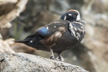 Harlequin Duck