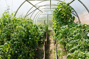 Inside plastic covered horticulture greenhouse