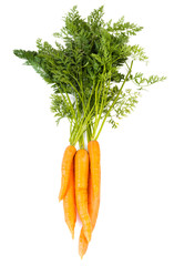 Bunch of fresh carrots with green tops.