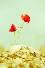 Fototapeta premium beautiful blooming red poppy flower on pebble, instagram style