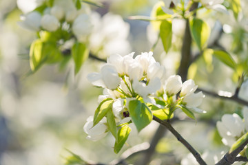 A blooming branch of apple tree in spring