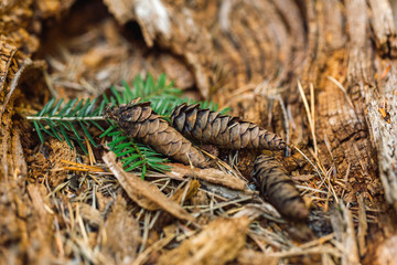 cones and spruce branches on an old tree stump in the mountains in the Western Caucasus