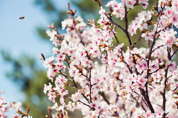 A blooming branch of apple tree in spring