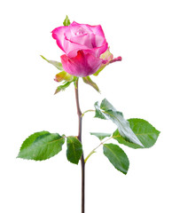 single abstract romantic beautiful pink rose flower with leaves